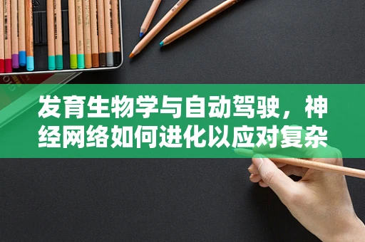 发育生物学与自动驾驶，神经网络如何进化以应对复杂交通环境？